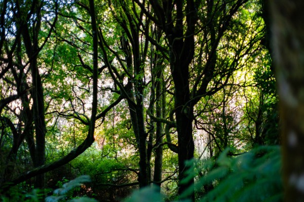 Inside the bush