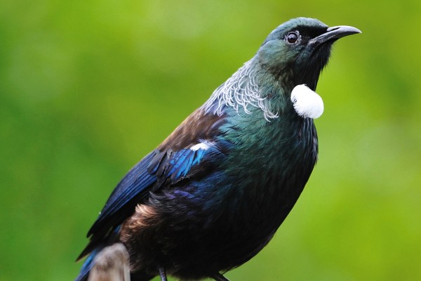 Tui